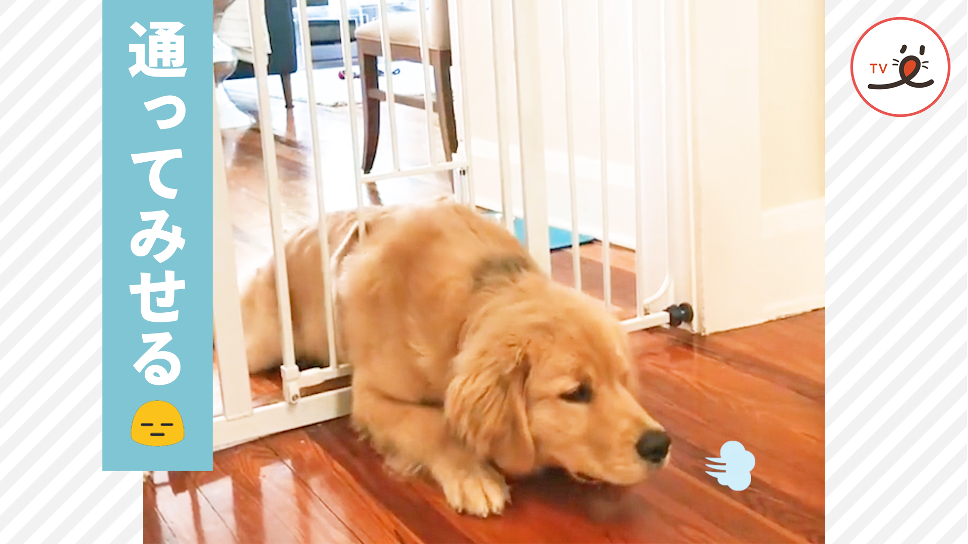 小さな穴の通り抜けにチャレンジする大型犬♪