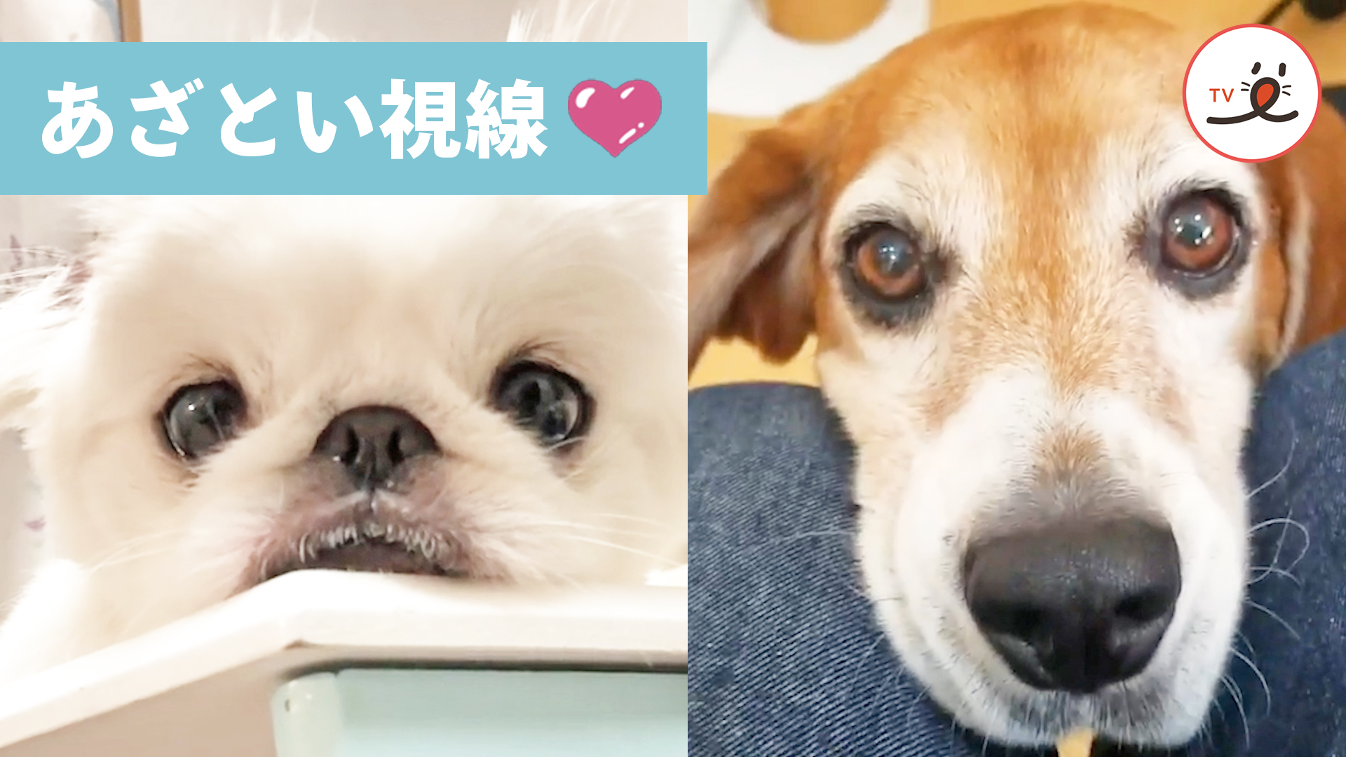 “きゅるるん”な瞳で悩殺してくるワンコたち♪