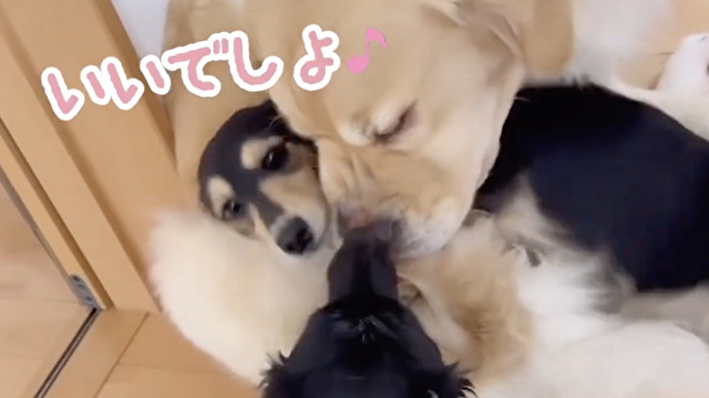 大人気のふかふかベッド