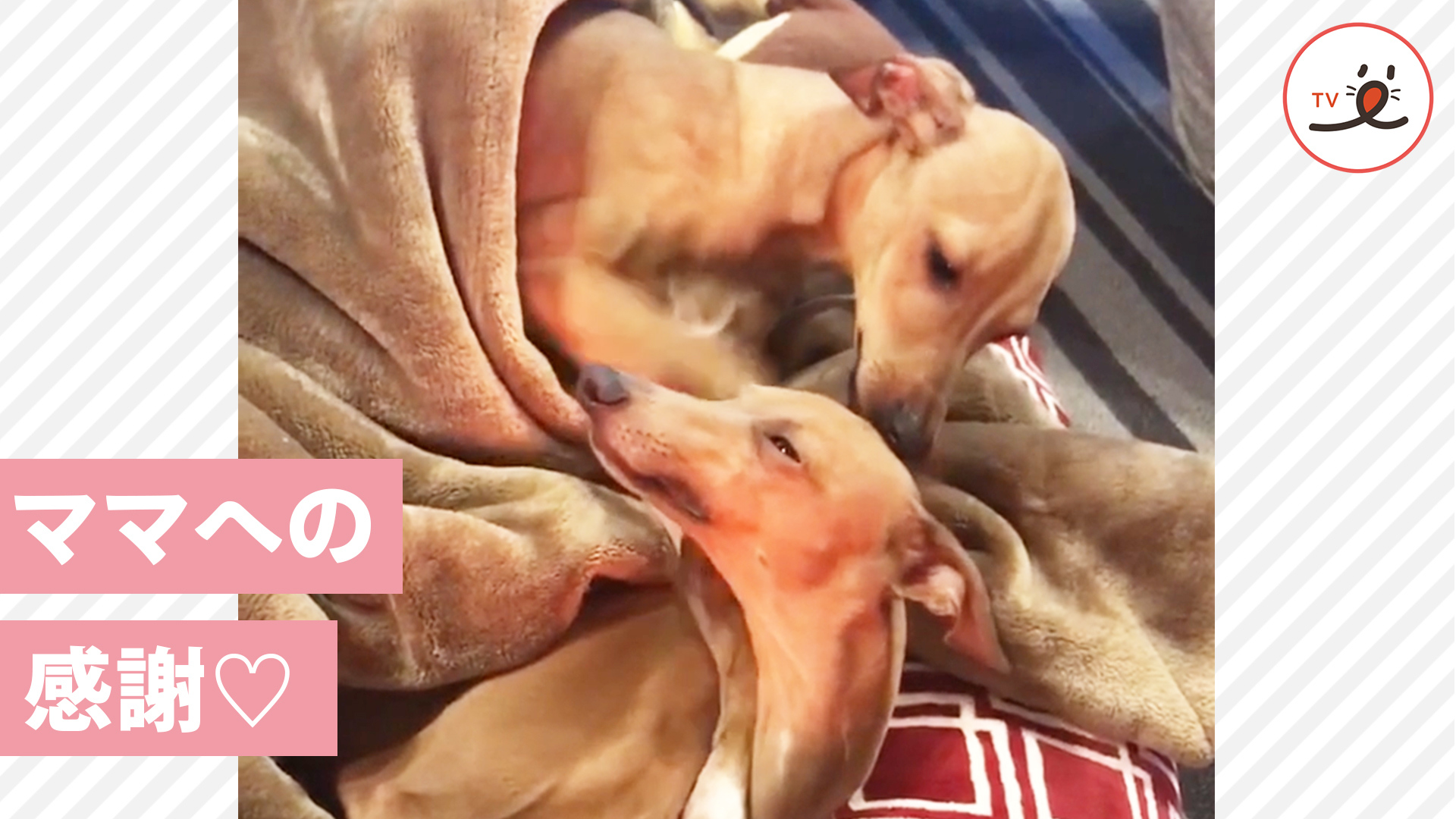 ママ孝行な息子ワンコ♡