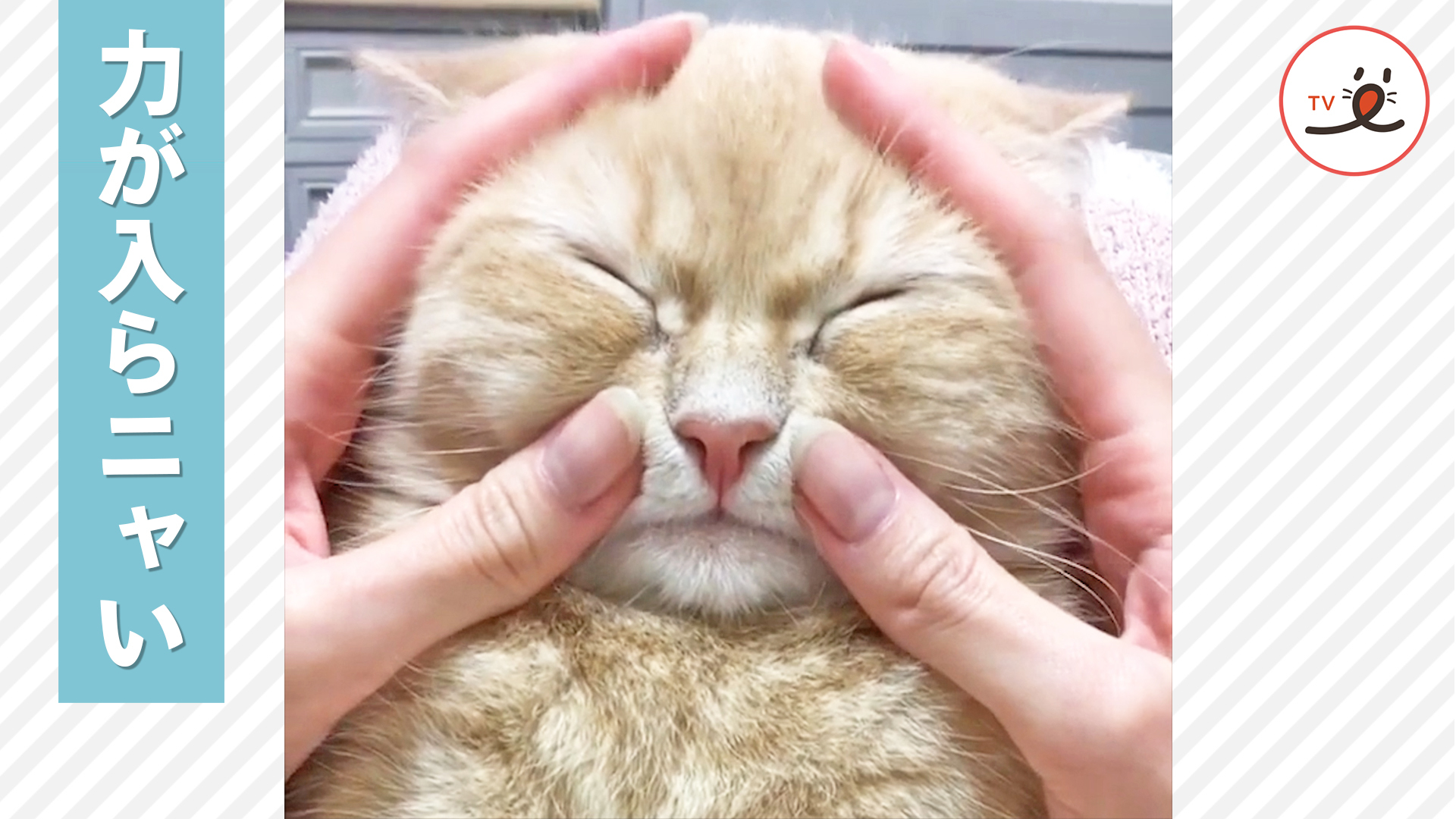 スキンシップは、ニャンコも飼い主さんも……♡