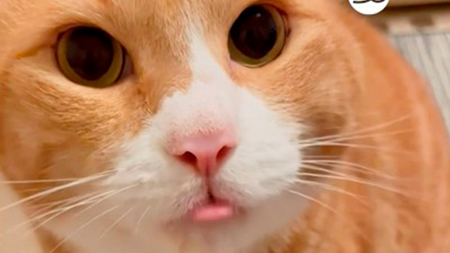 寝ている間に爪切りしようとしたらバレて怒られました