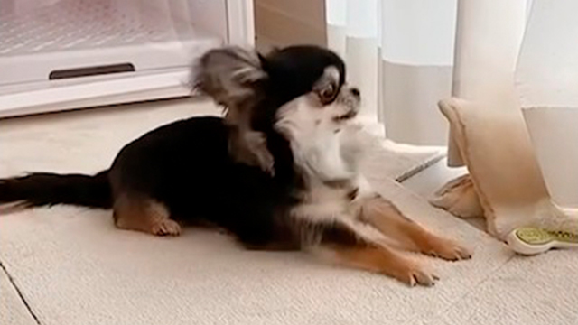 取れないと全力で表現するワンコ