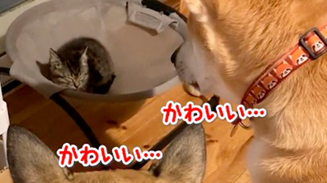 ワンコさん達にじっと見られている子猫さん