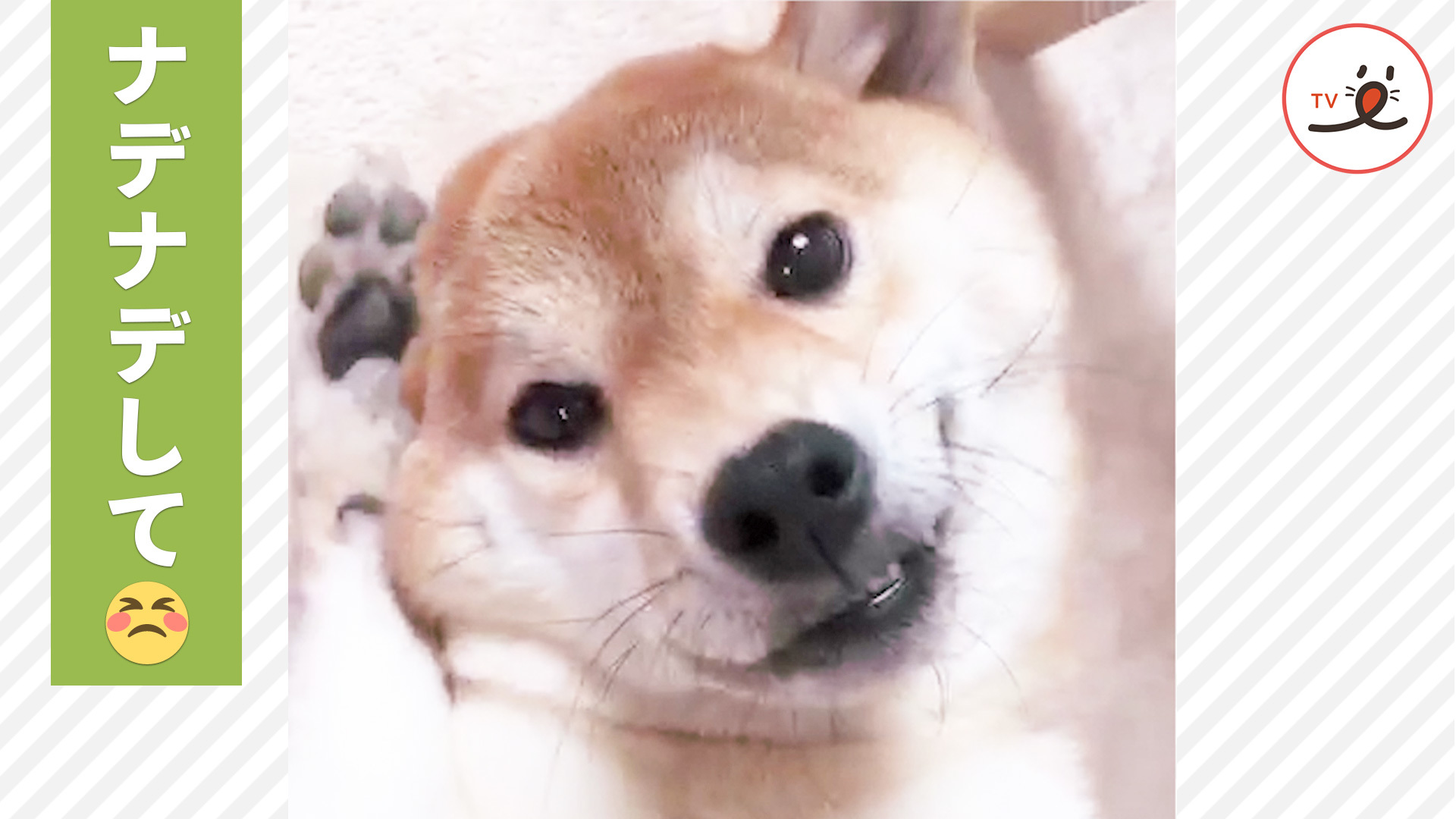 柴犬さんの要求は……！？