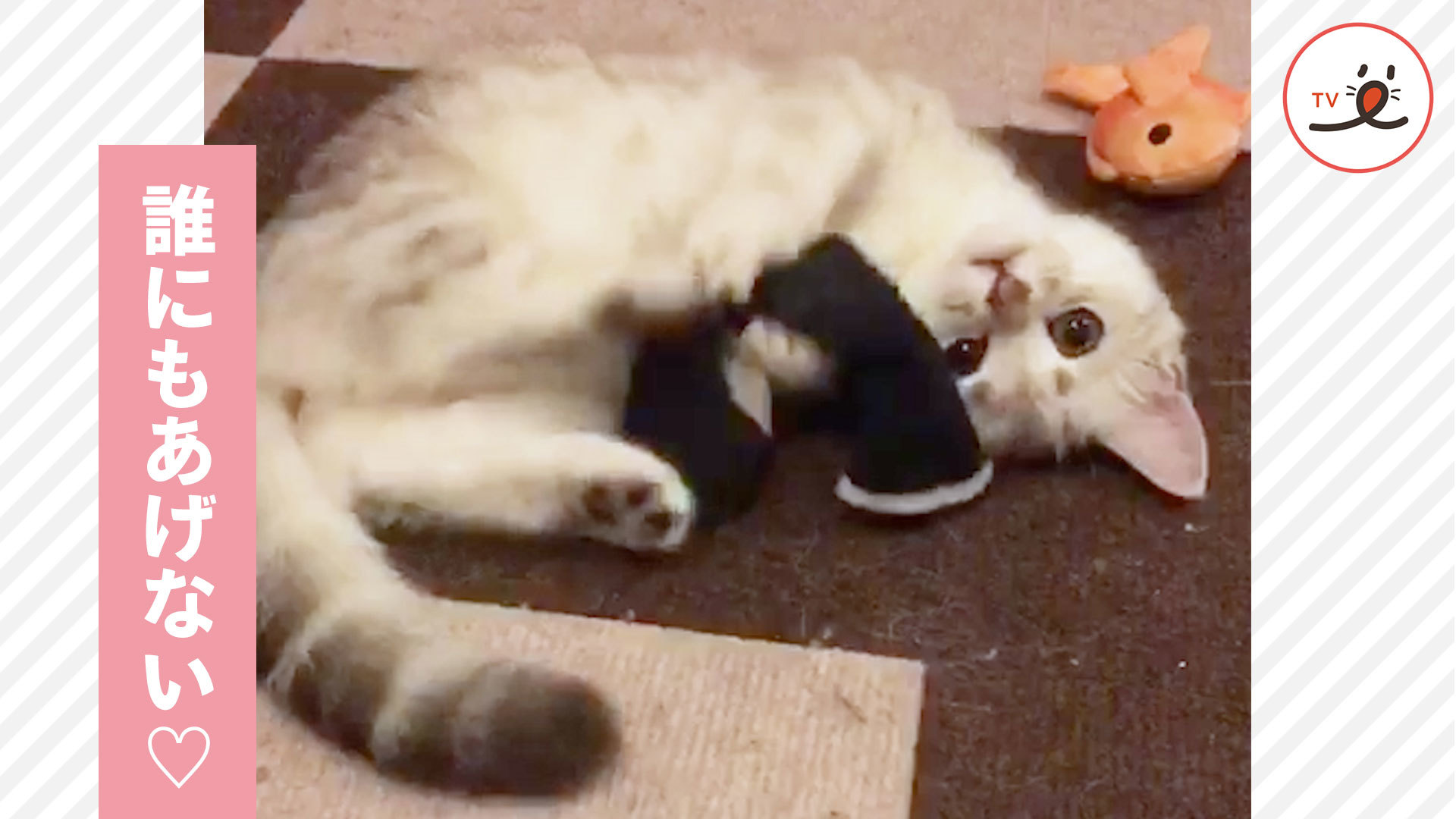 「大好き♡」 子猫ちゃんが抱えているのは……？