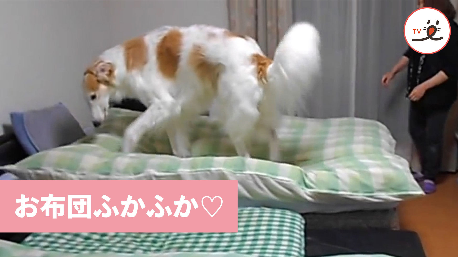 お布団を敷いてもらわないと眠れない ボルゾイ犬 Peco ペコ