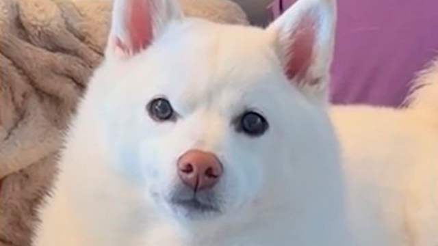 おじいちゃんに会いたい白柴さん