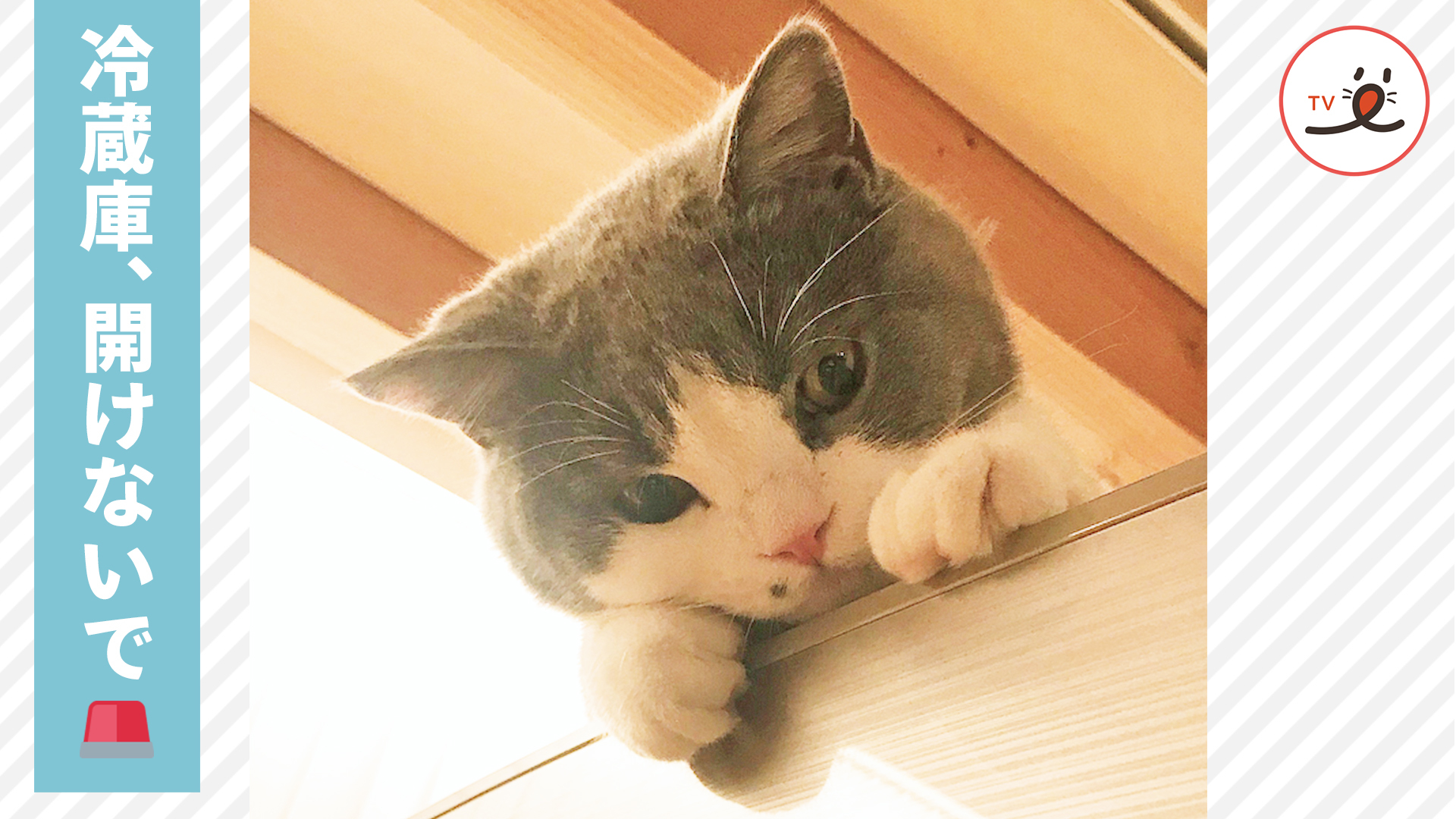 冷蔵庫の平和を守る猫さん！？