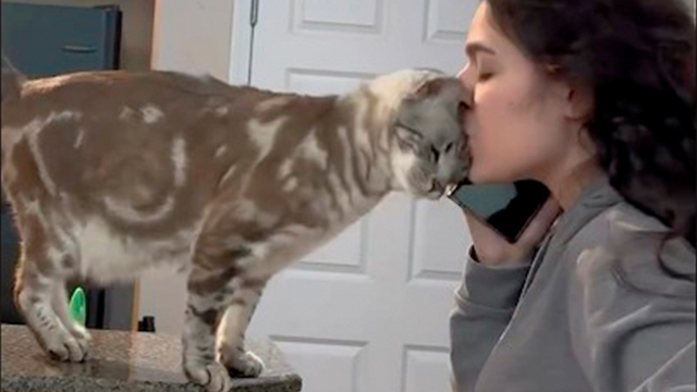 ご主人と離れたくない猫さん！