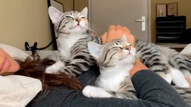 子猫を抱きしめているだけで…