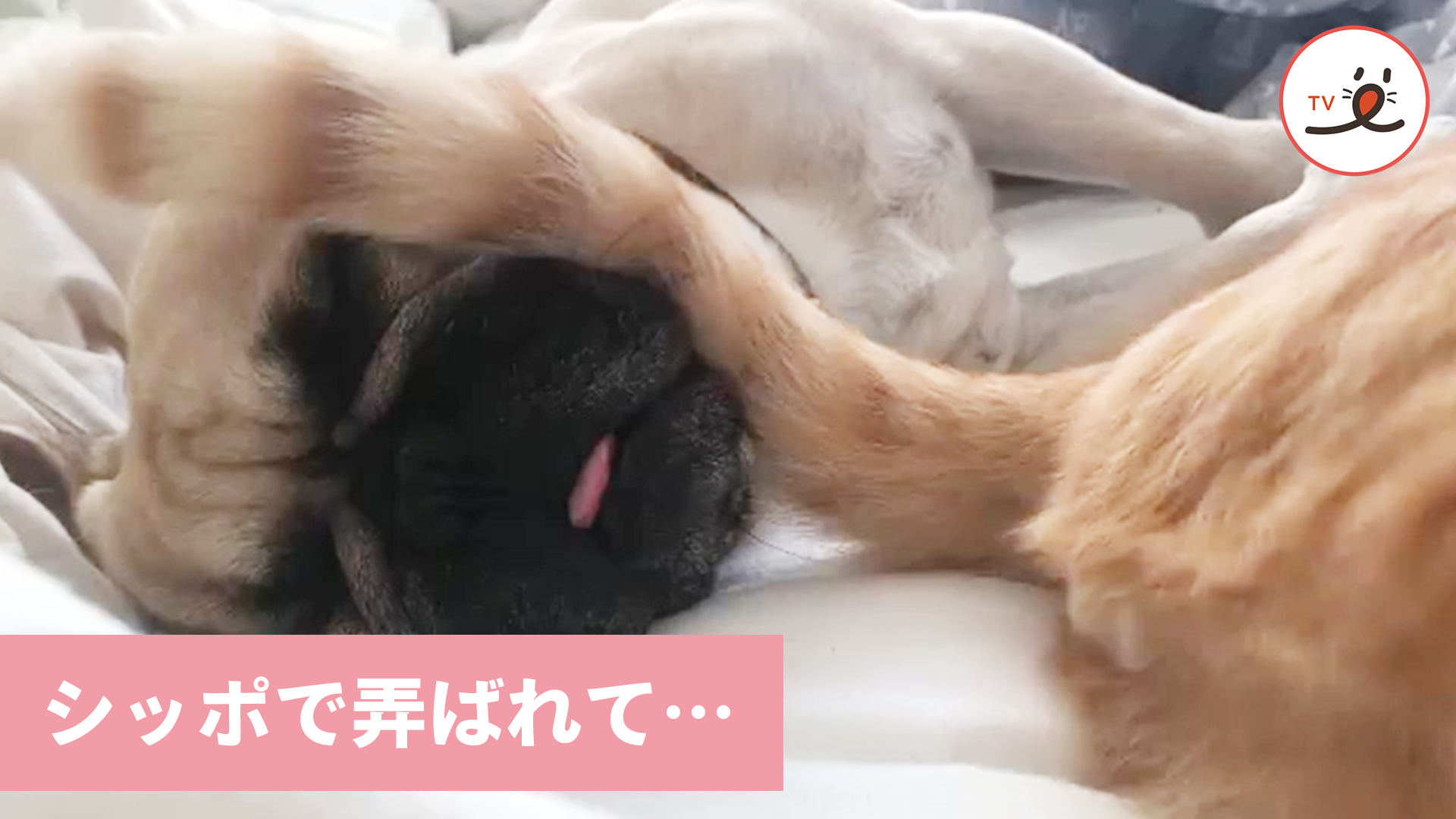 寝ているワンコの顔にニャンコのしっぽが……！