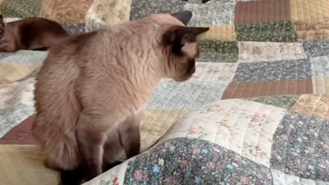 猫さんの二面性…