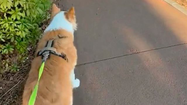 いつもの散歩道なのにワンコが…