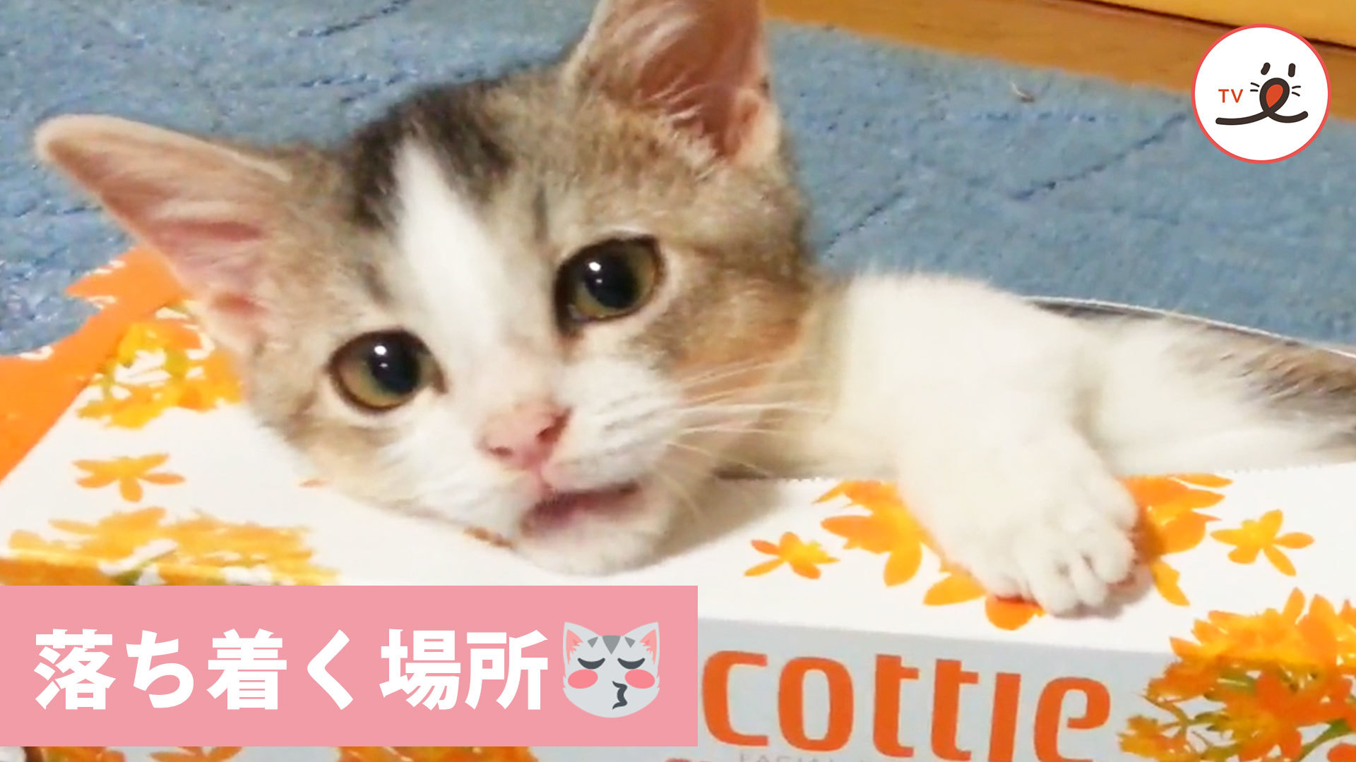 窮屈そうに見えても、ニャンコたちにとっては……♪