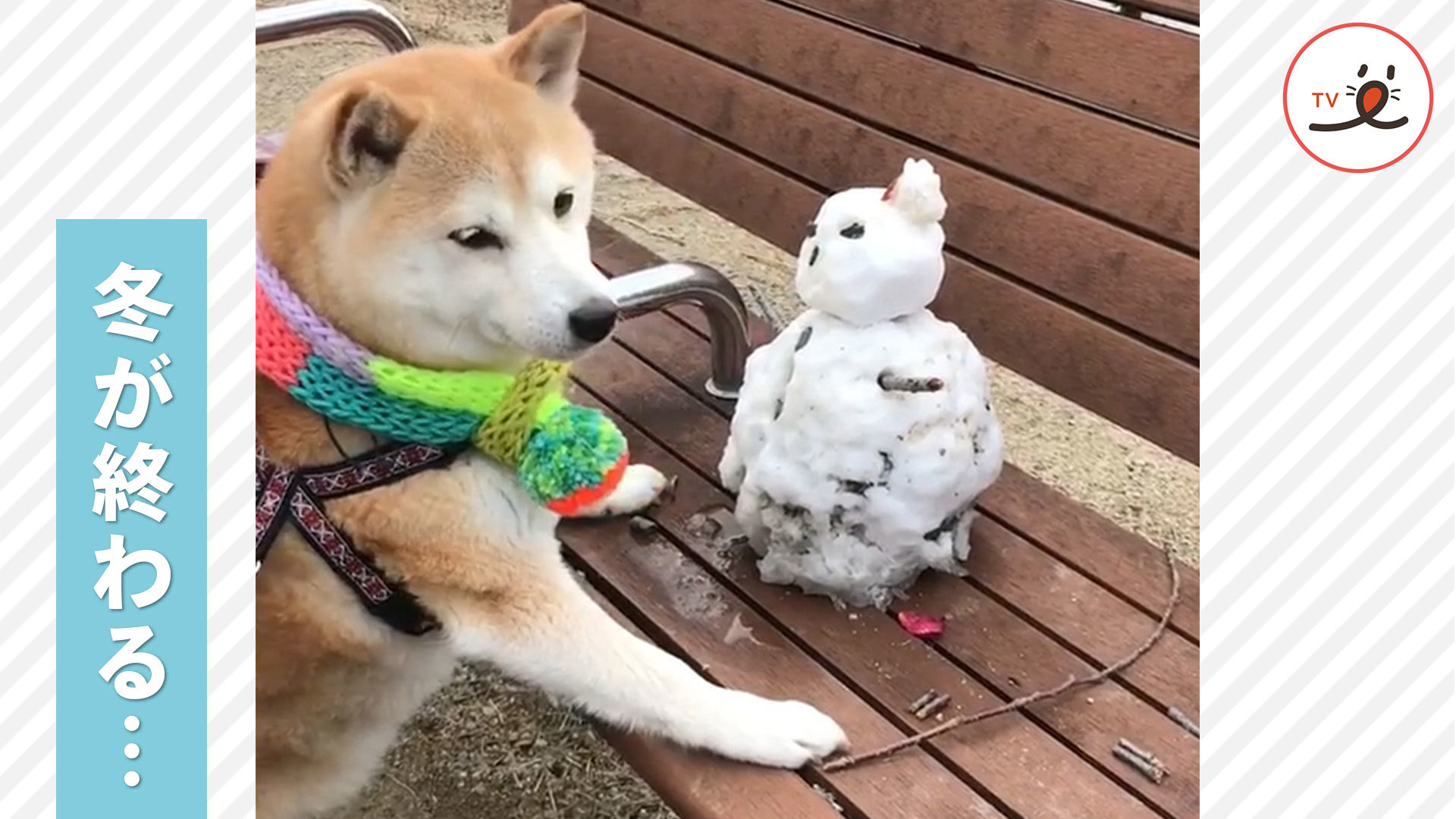 溶けないで…😢 雪だるまを必死に守る柴犬ちゃんの姿にキュン