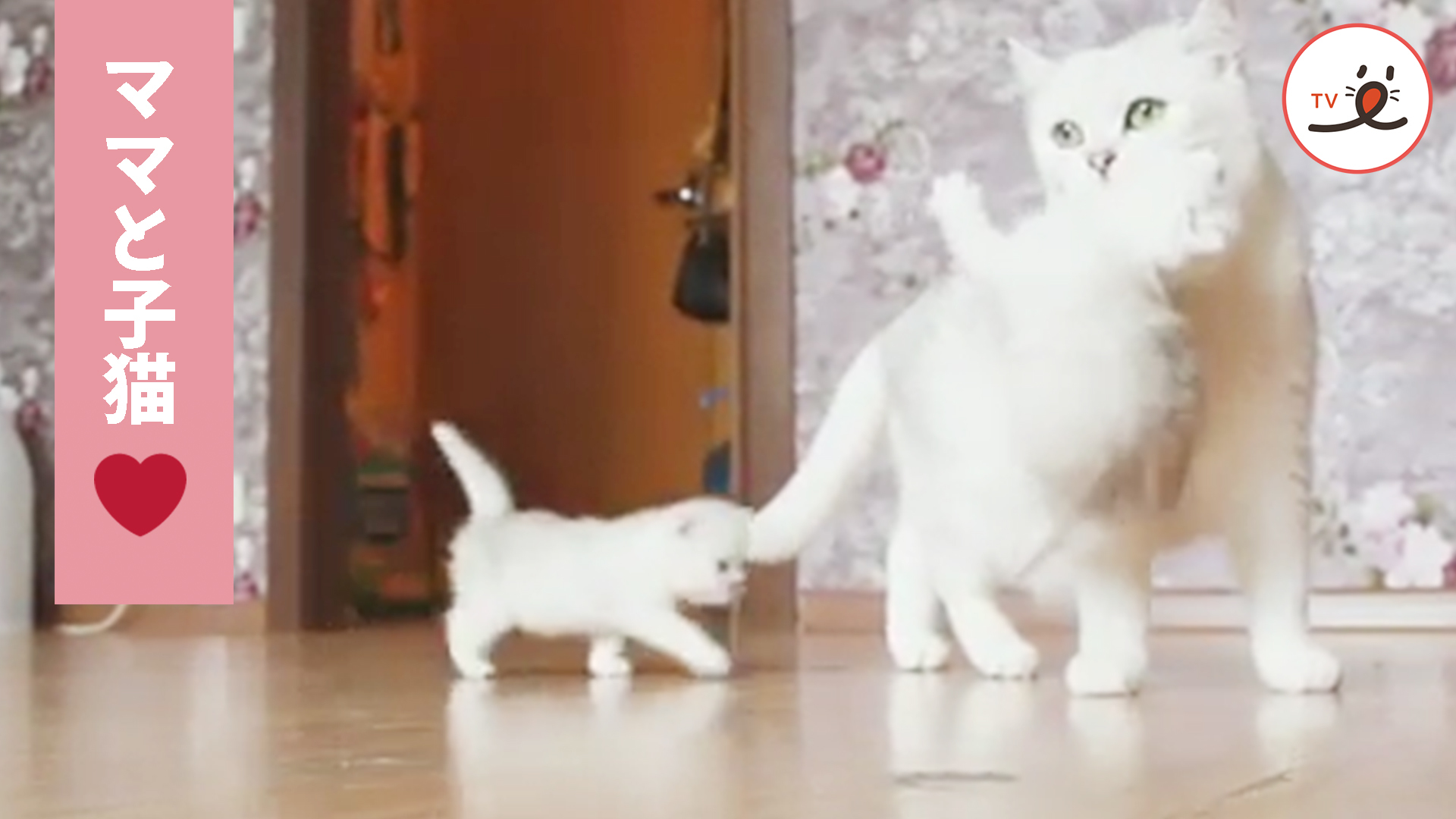 母猫「はい、お家に帰りますよ～！」