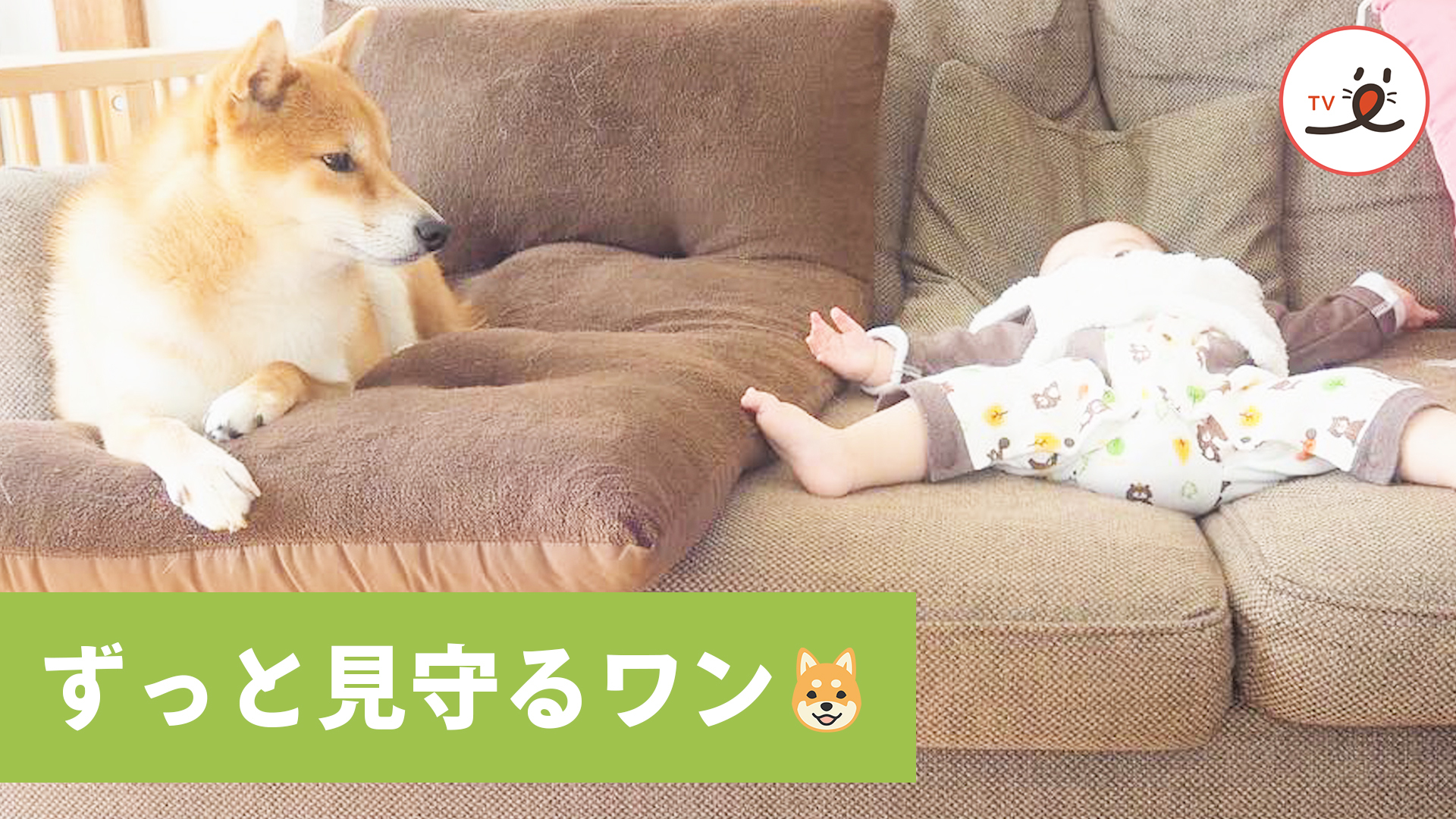 妹の子守りは柴犬さんにお任せあれ♪