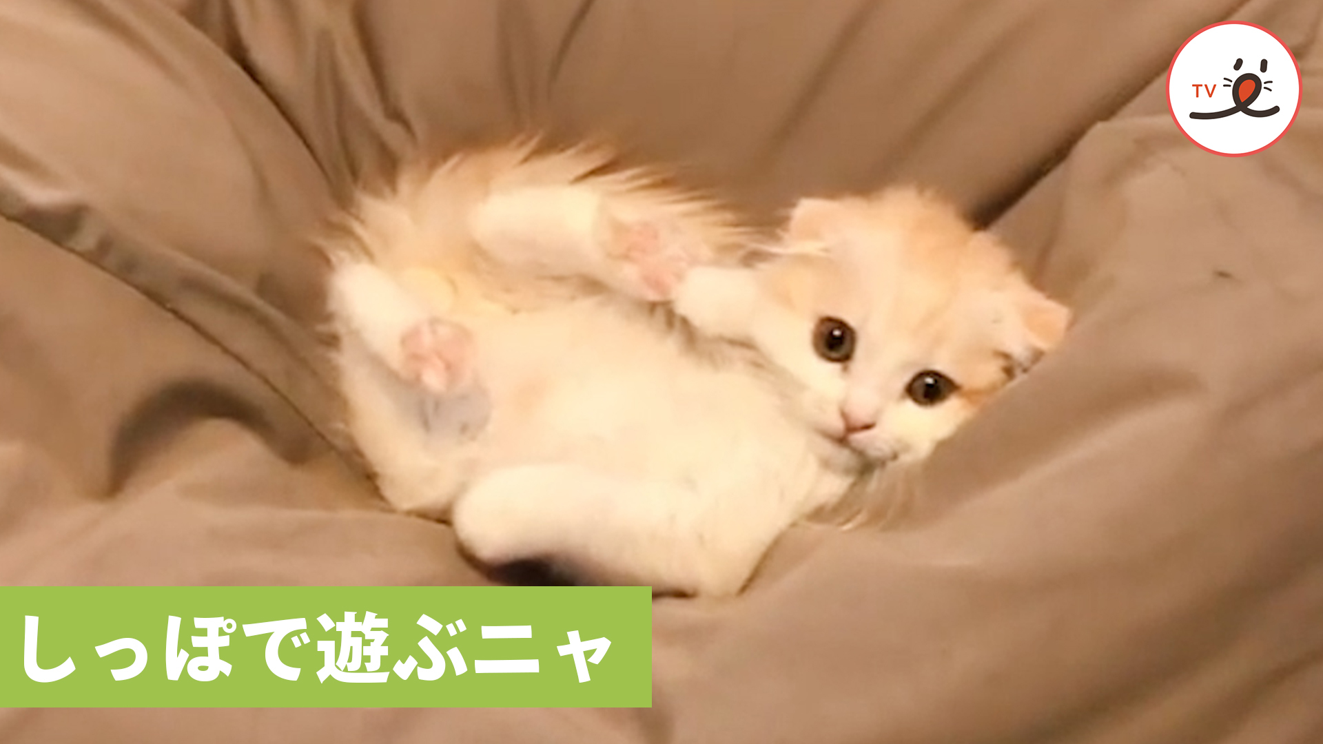 子猫が見つけた楽しい遊び♪