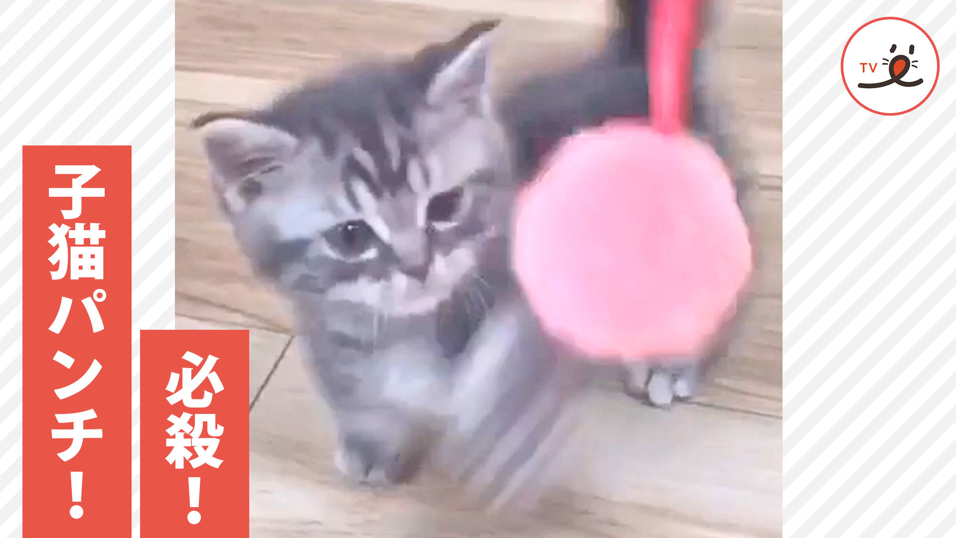 猫パンチの練習に励む子猫♡