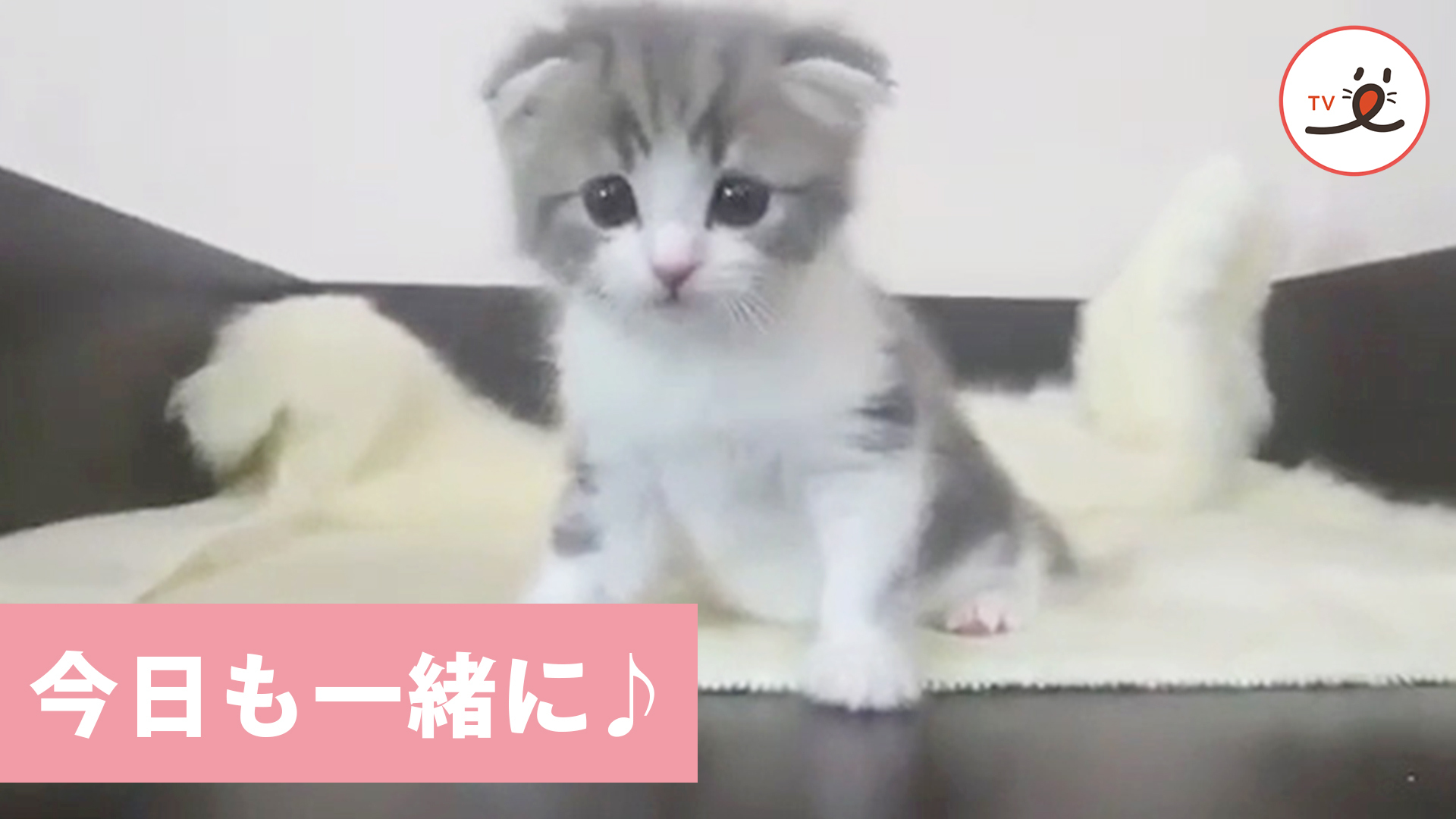 子猫と飼い主さんのイチャイチャタイム♡