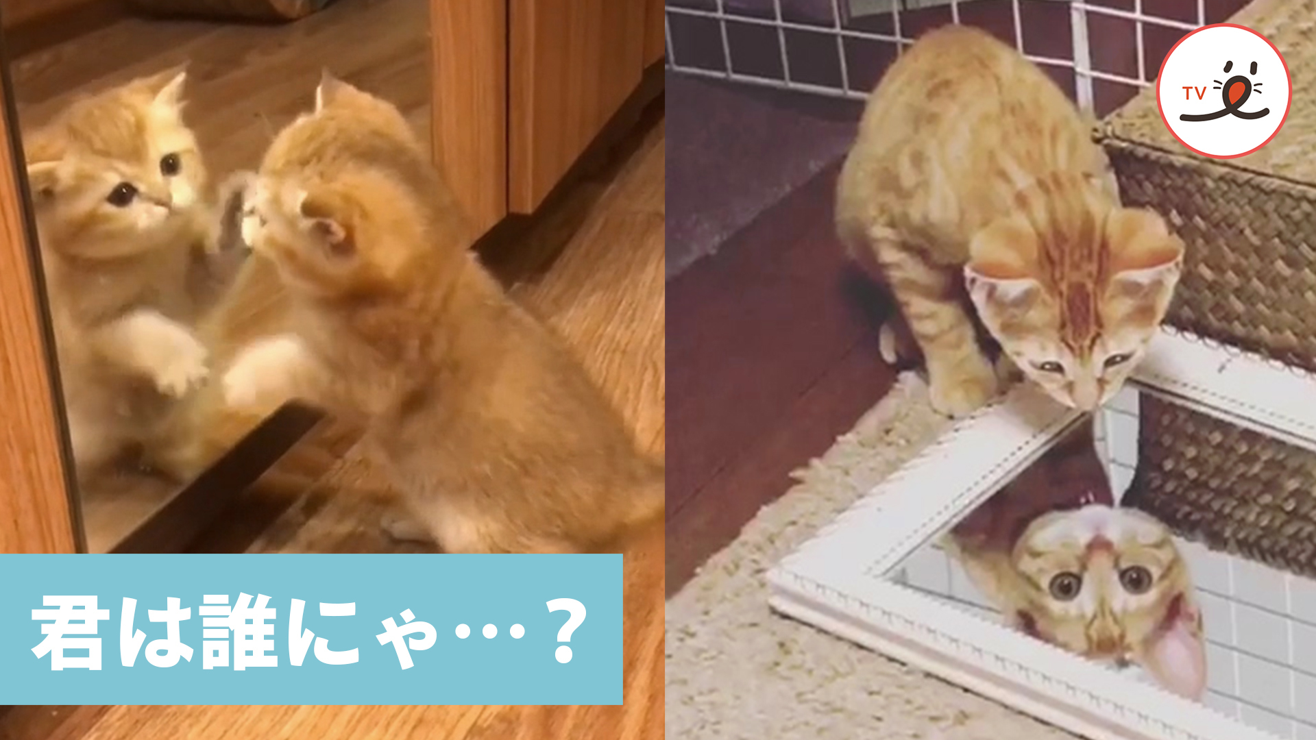 “鏡” の世界に迷い込んだニャンコたち