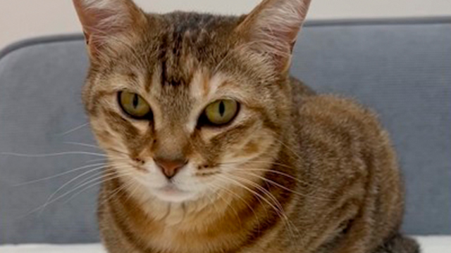 「おててないない」をリクエストしたら…