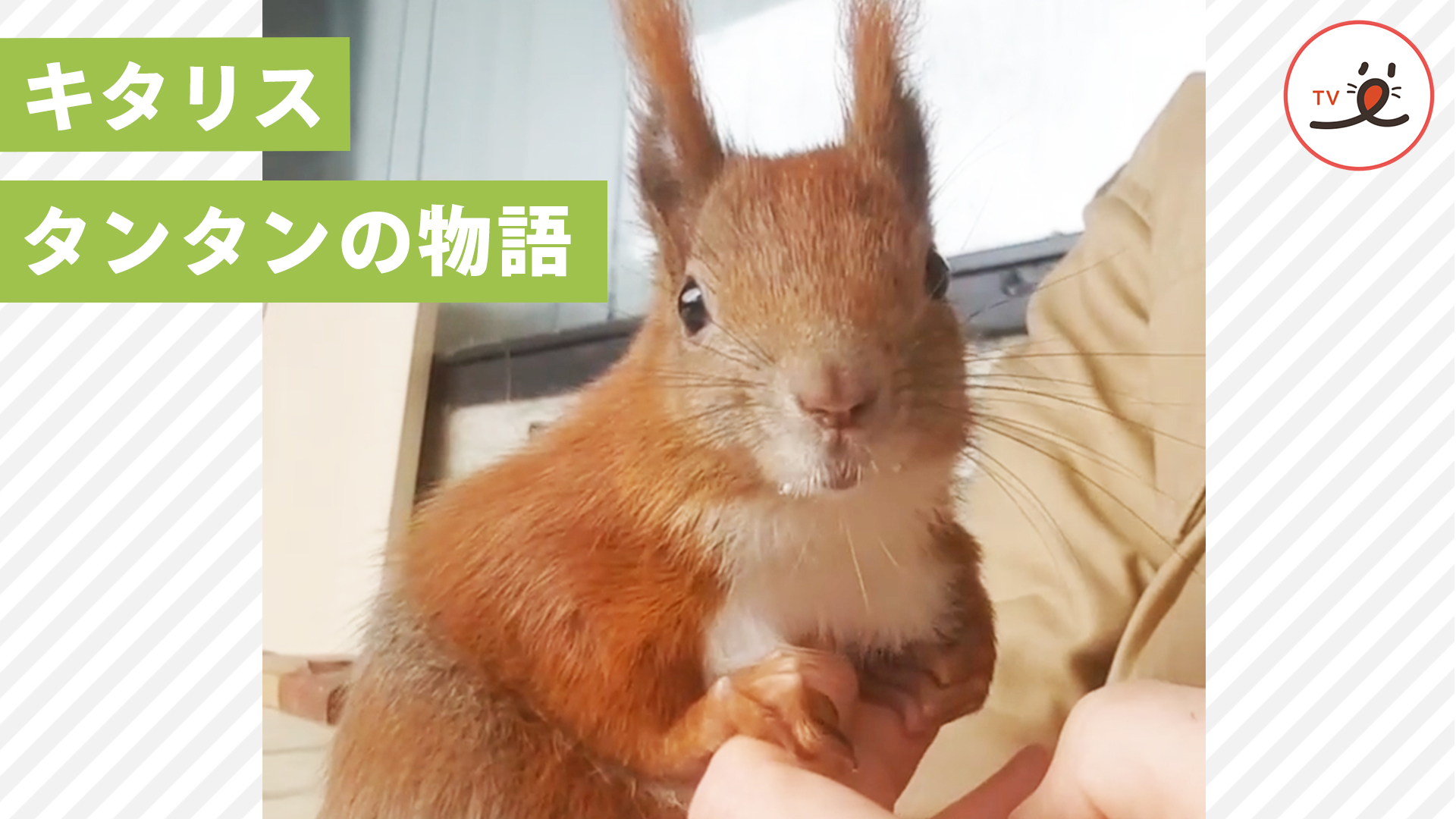 保護リスにできた初めての家族は……優しい猫さんたちでした