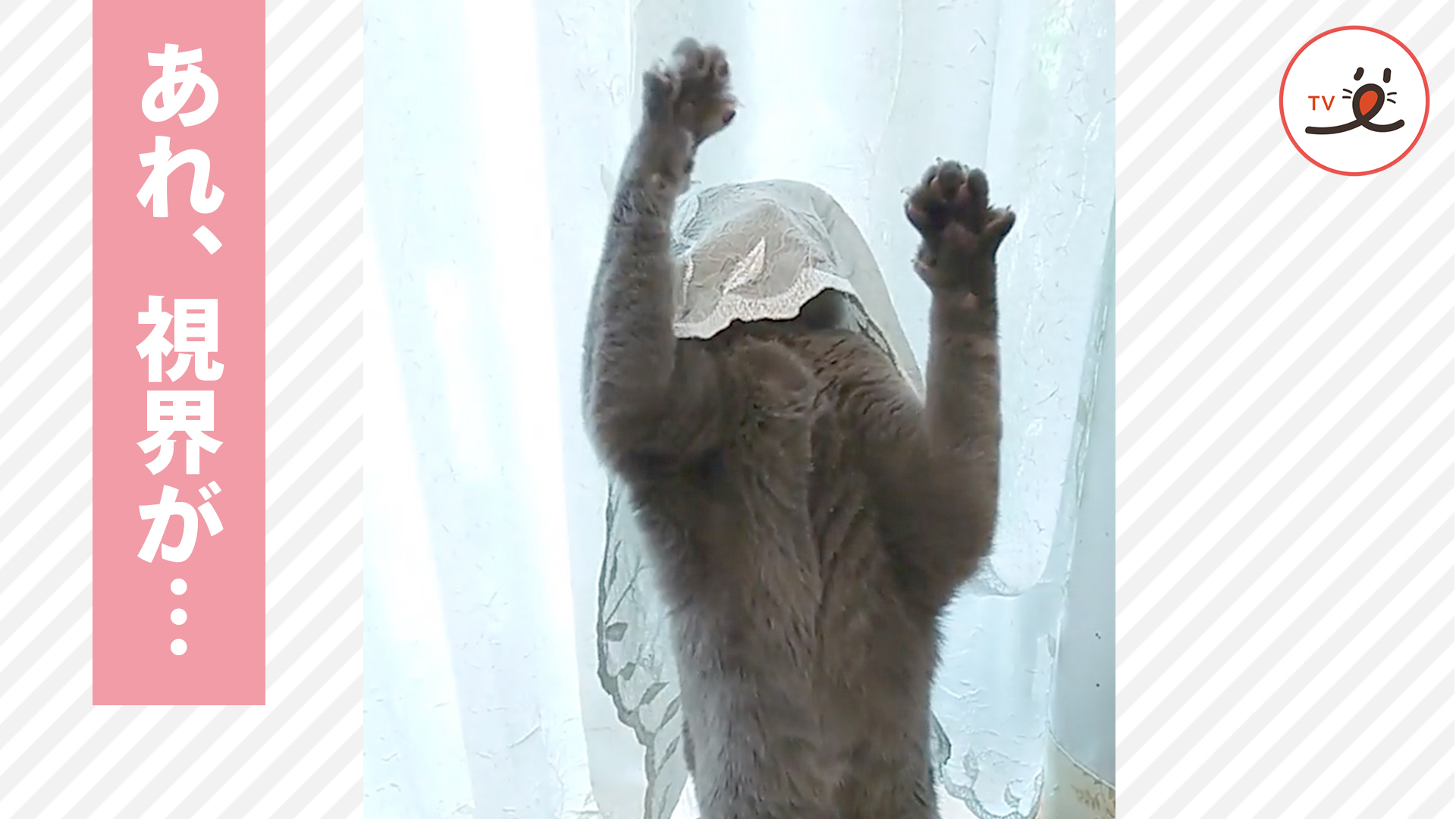 カーテンに視界を奪われたニャンコ