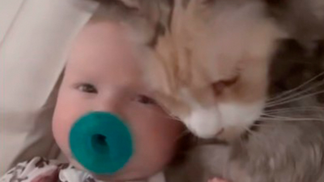 小さな赤ちゃんを守る大きな猫さん