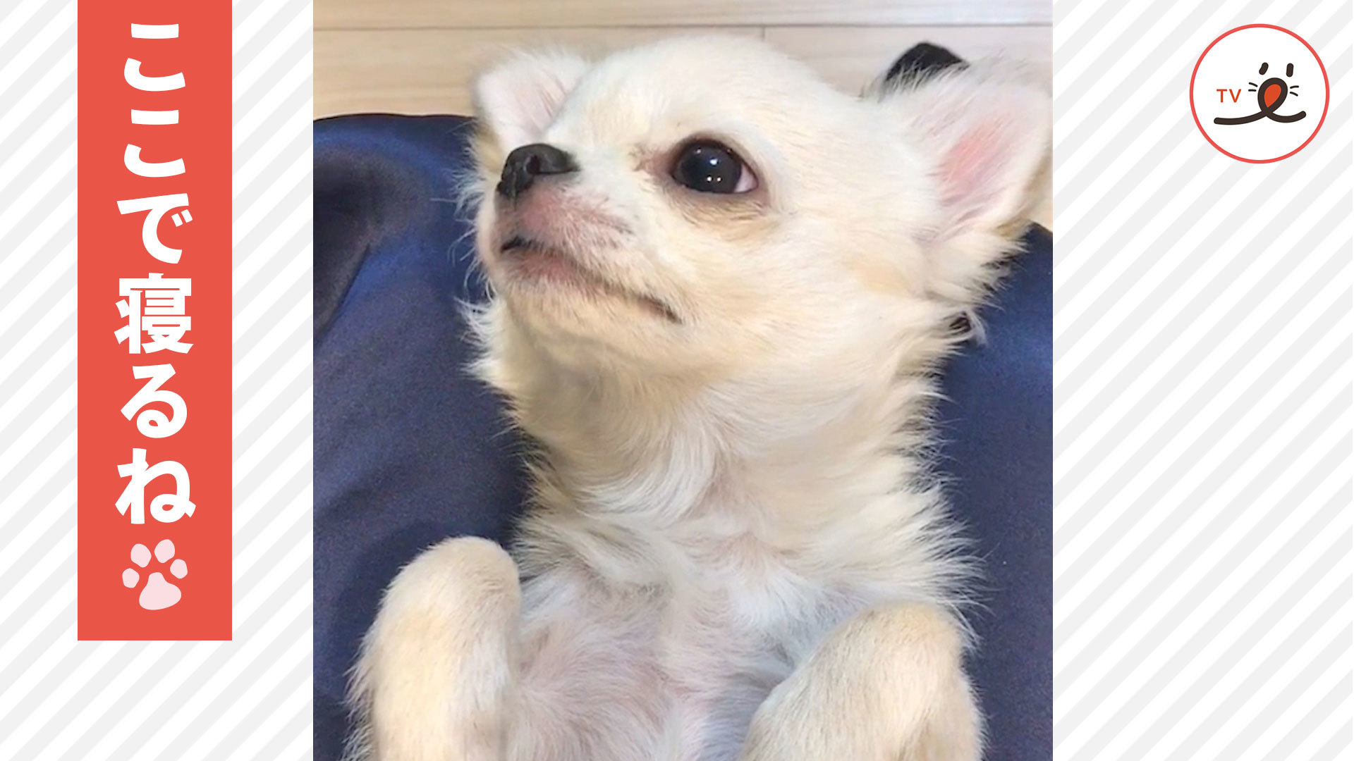 ウトウトするワンコ。何でこんなに可愛いのッ！