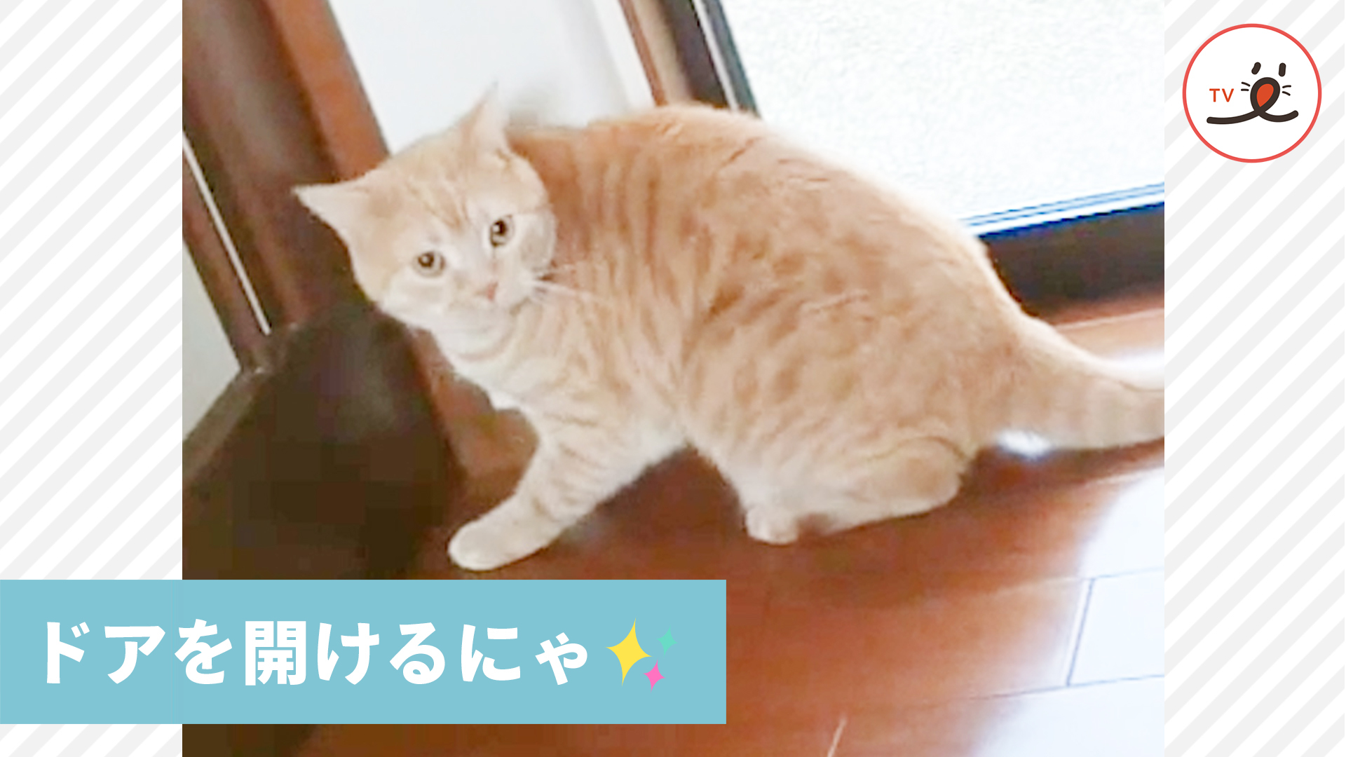 ドアを開けるニャンコの必殺技！