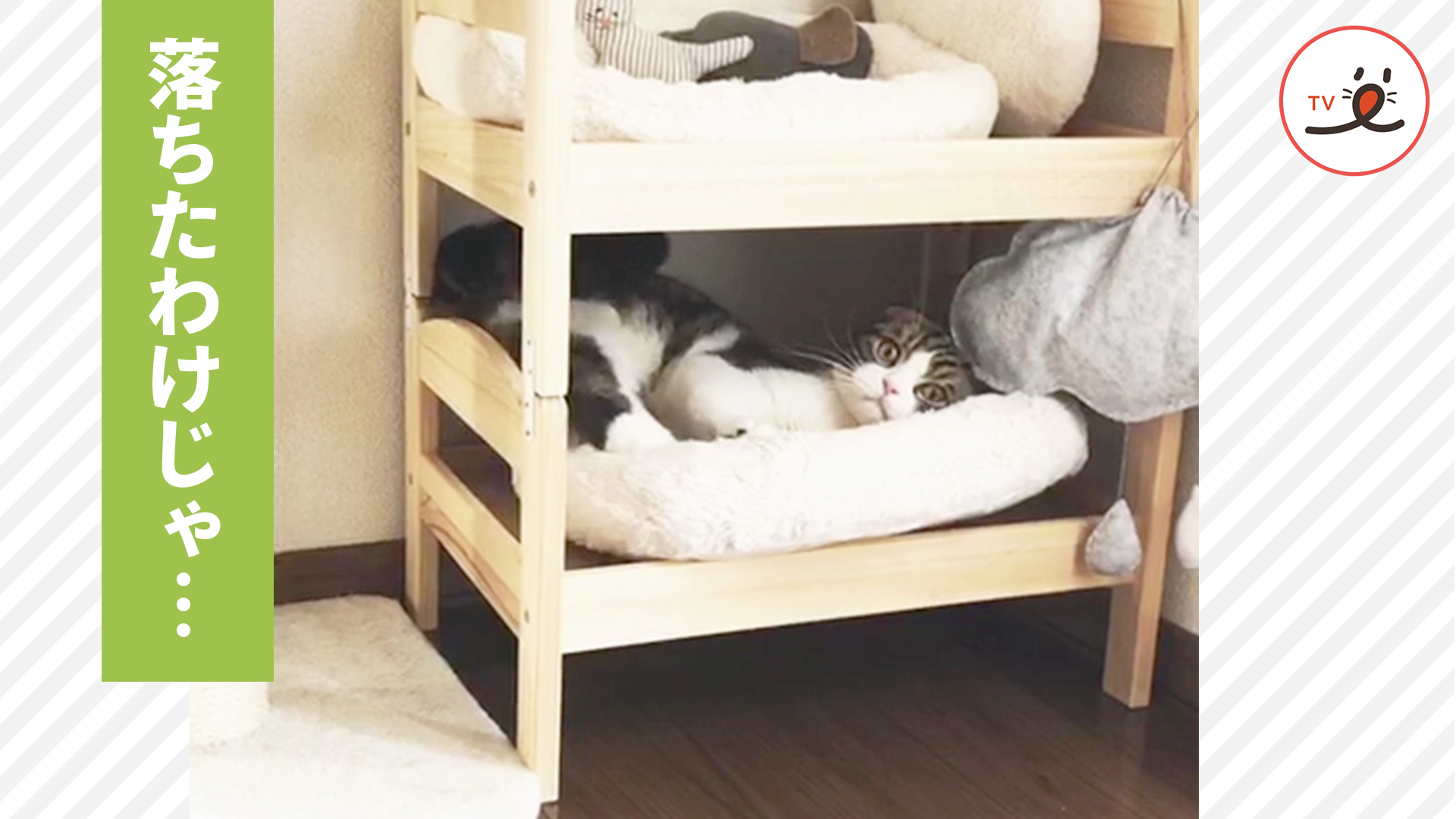 恥ずかしいハプニングにニャンコは……！？