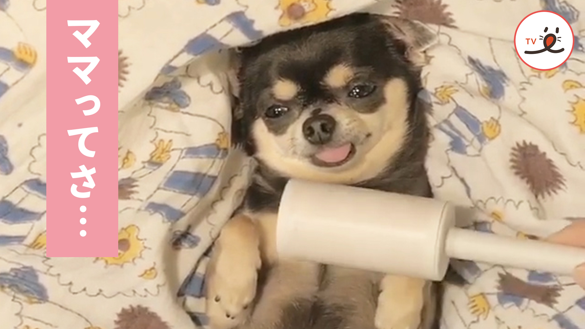 おやすみ前の至福な時間に、チワワさんは……♪