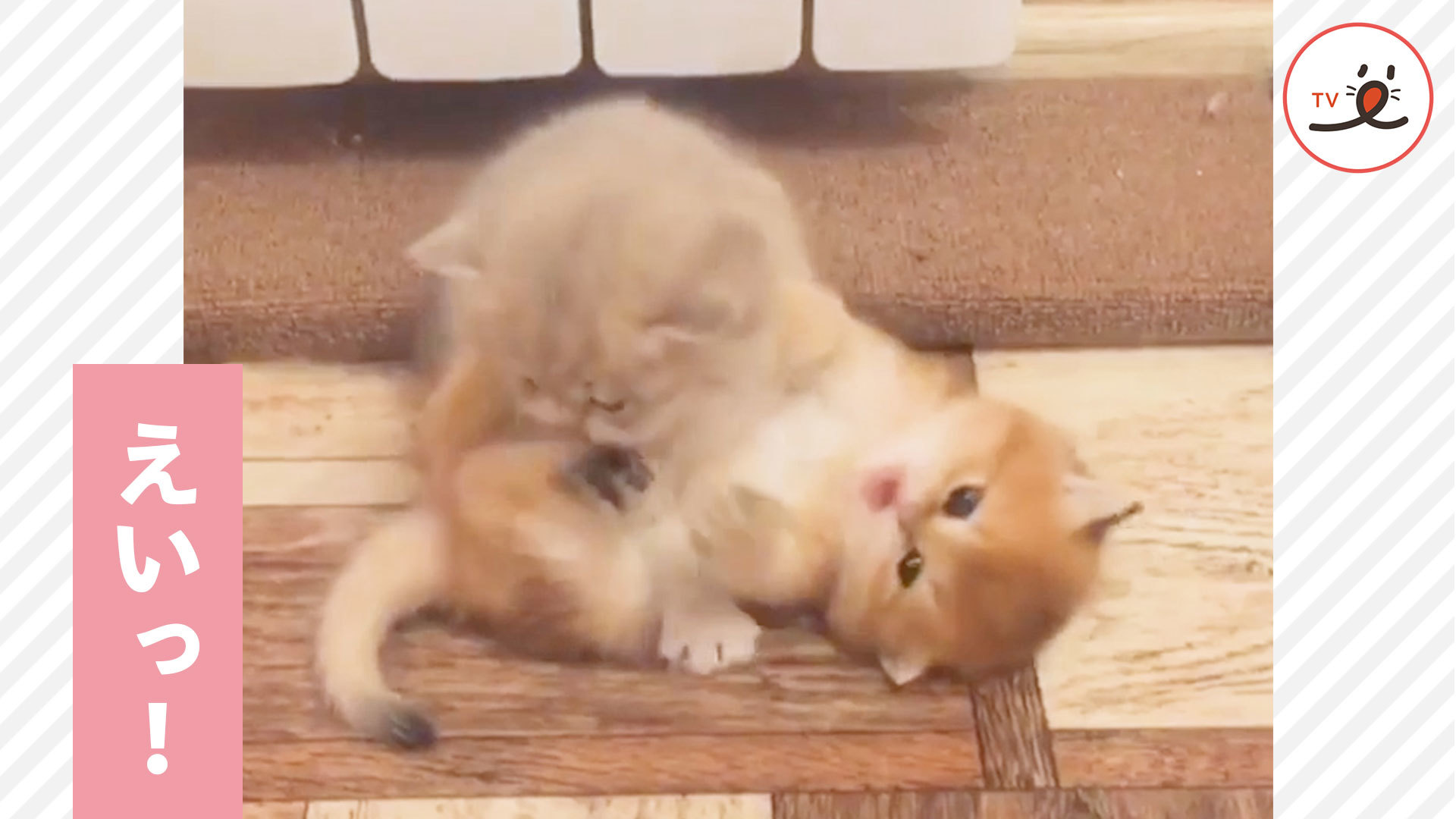 初めてのケンカに挑戦する子猫たち♪