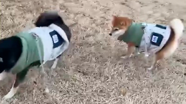 おトイレを見守ったら…