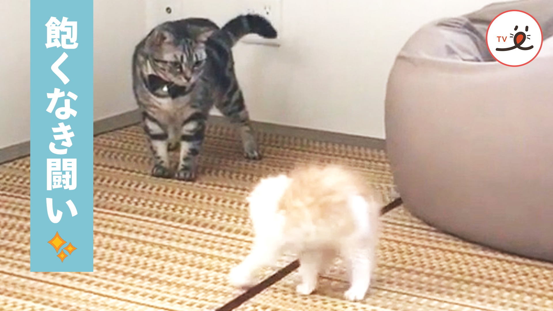 下剋上！？ 弟猫の挑戦に姉猫は……