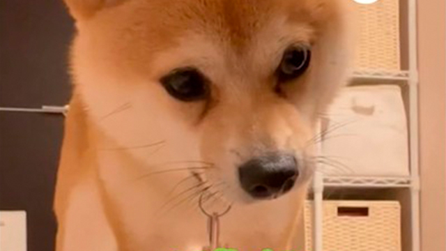 柴犬さんの秘策