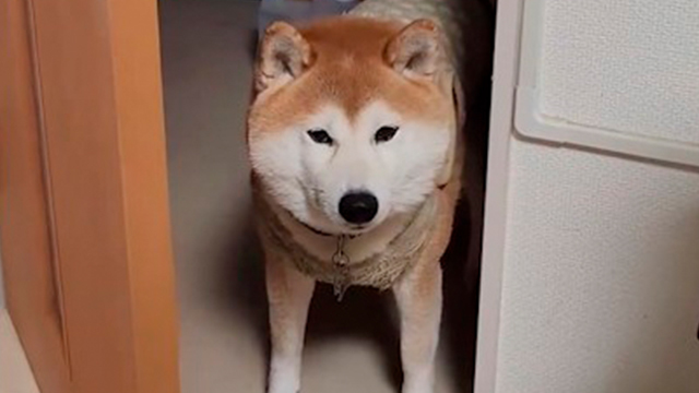 戸締まりできる柴さん