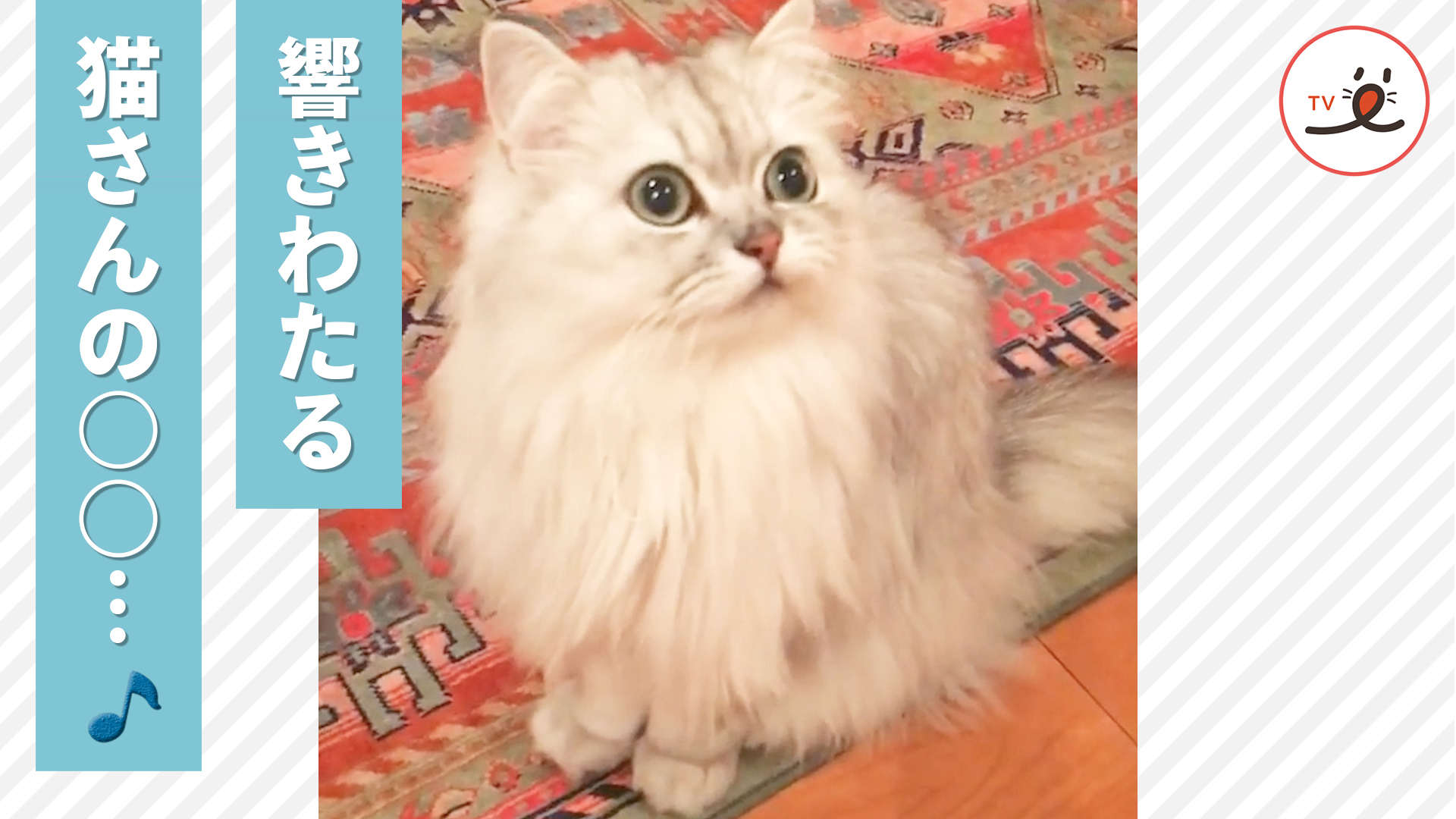 ニャンコの可愛いお返事♡