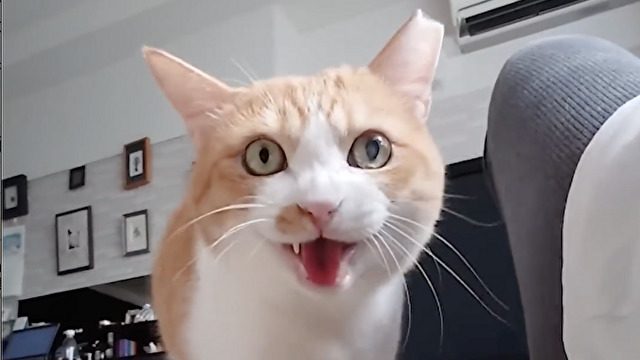 「にゃ・きゃ」とおしゃべり上手なニャンコさん