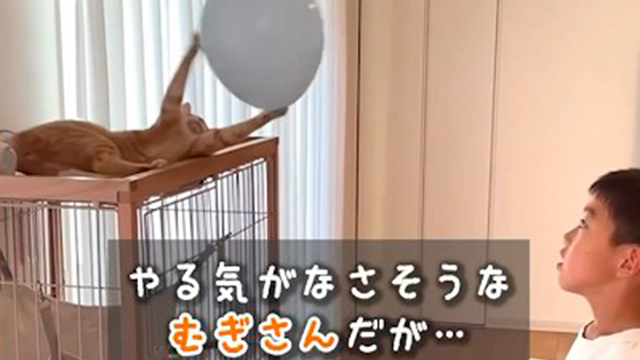 楽しくなってきたニャー！