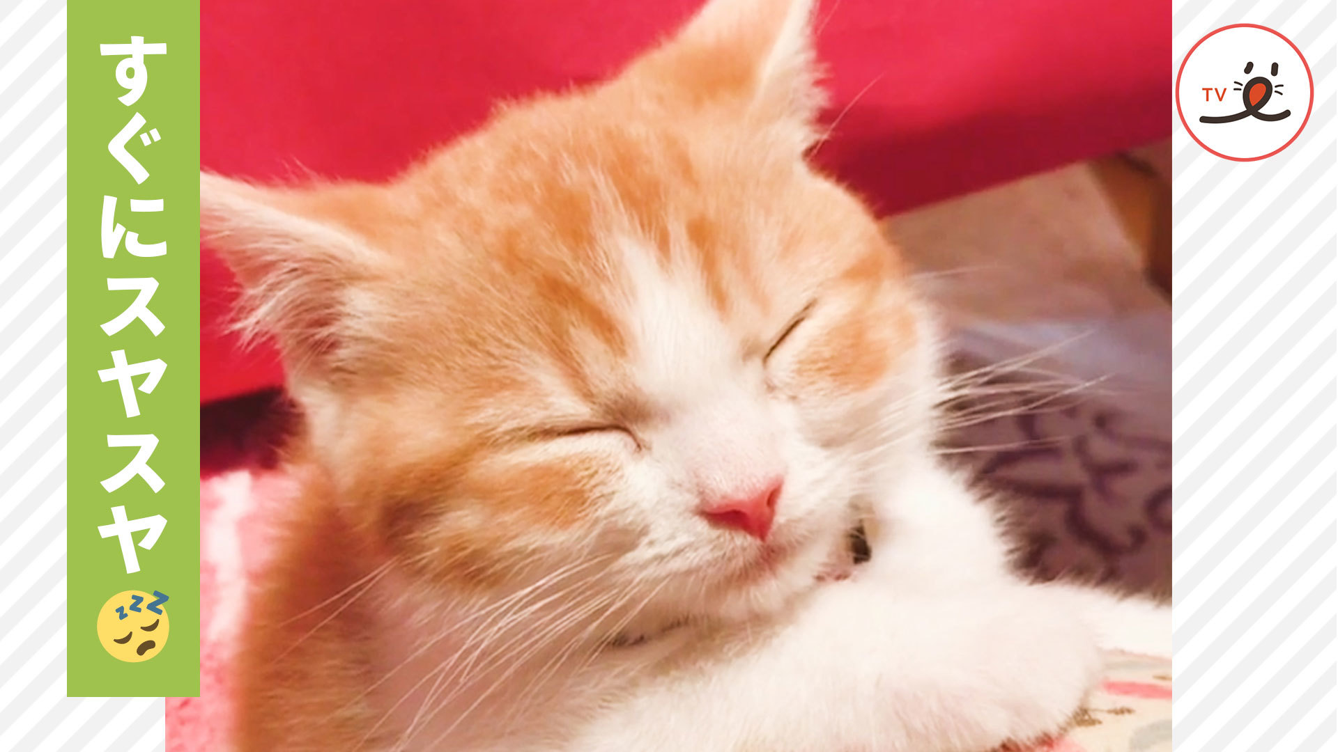 ママの膝の上で寝落ちする子猫♡