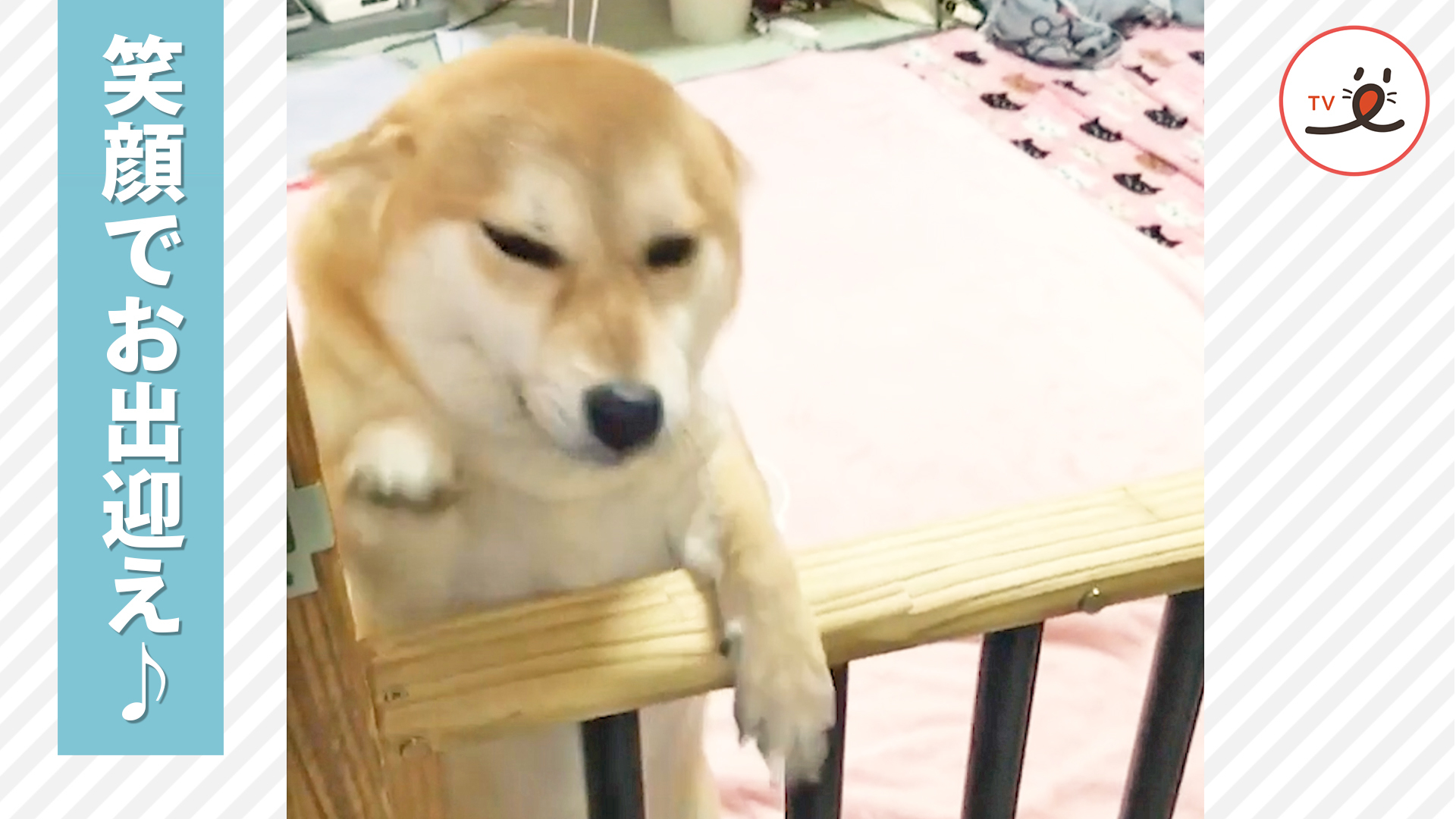 柴犬さんの盛大なお出迎え！