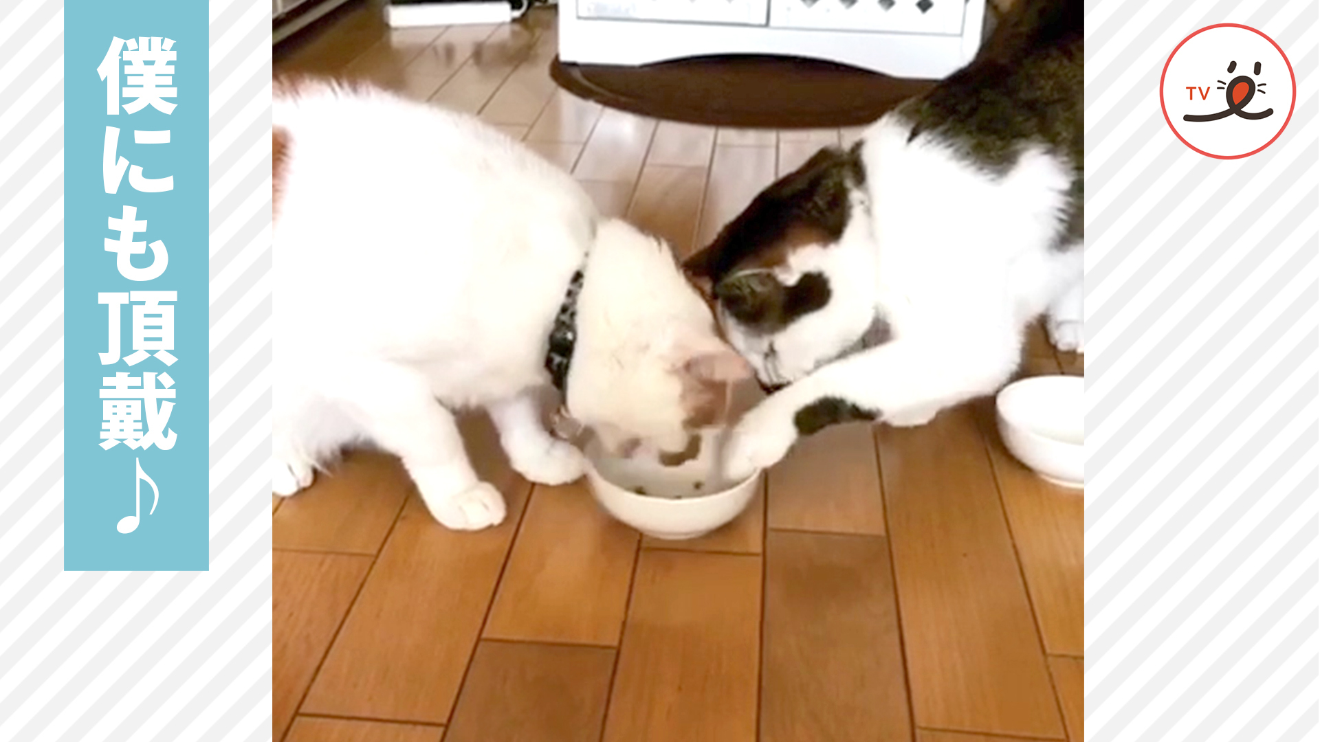 同じご飯なのに……隣が気になる！