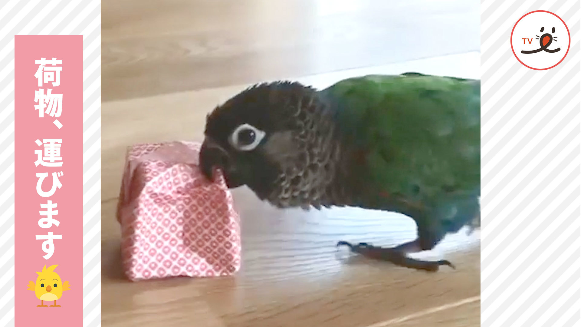 インコさんが荷物をお届け！？