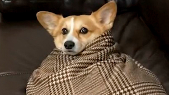 おくるみコーギー