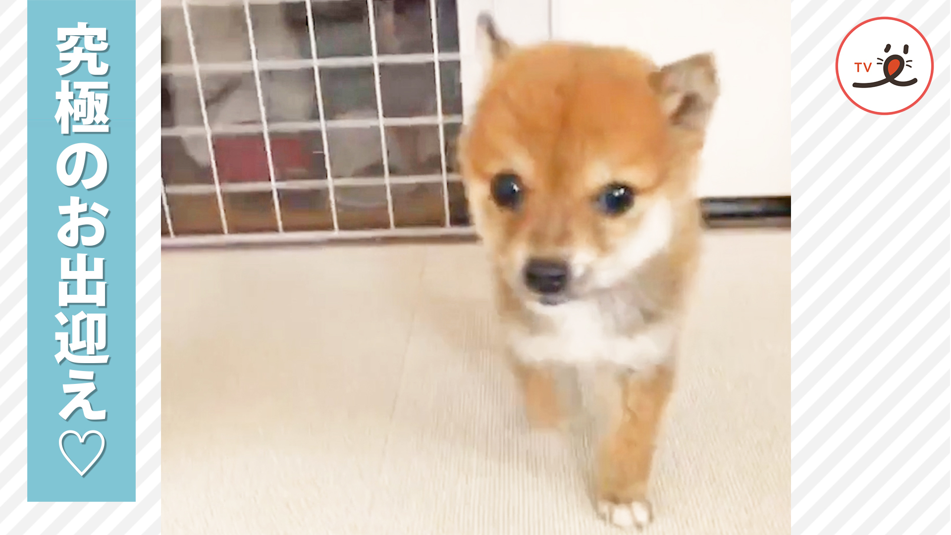 ご主人の帰りを待つ子柴ちゃんの後ろ姿にきゅん♡