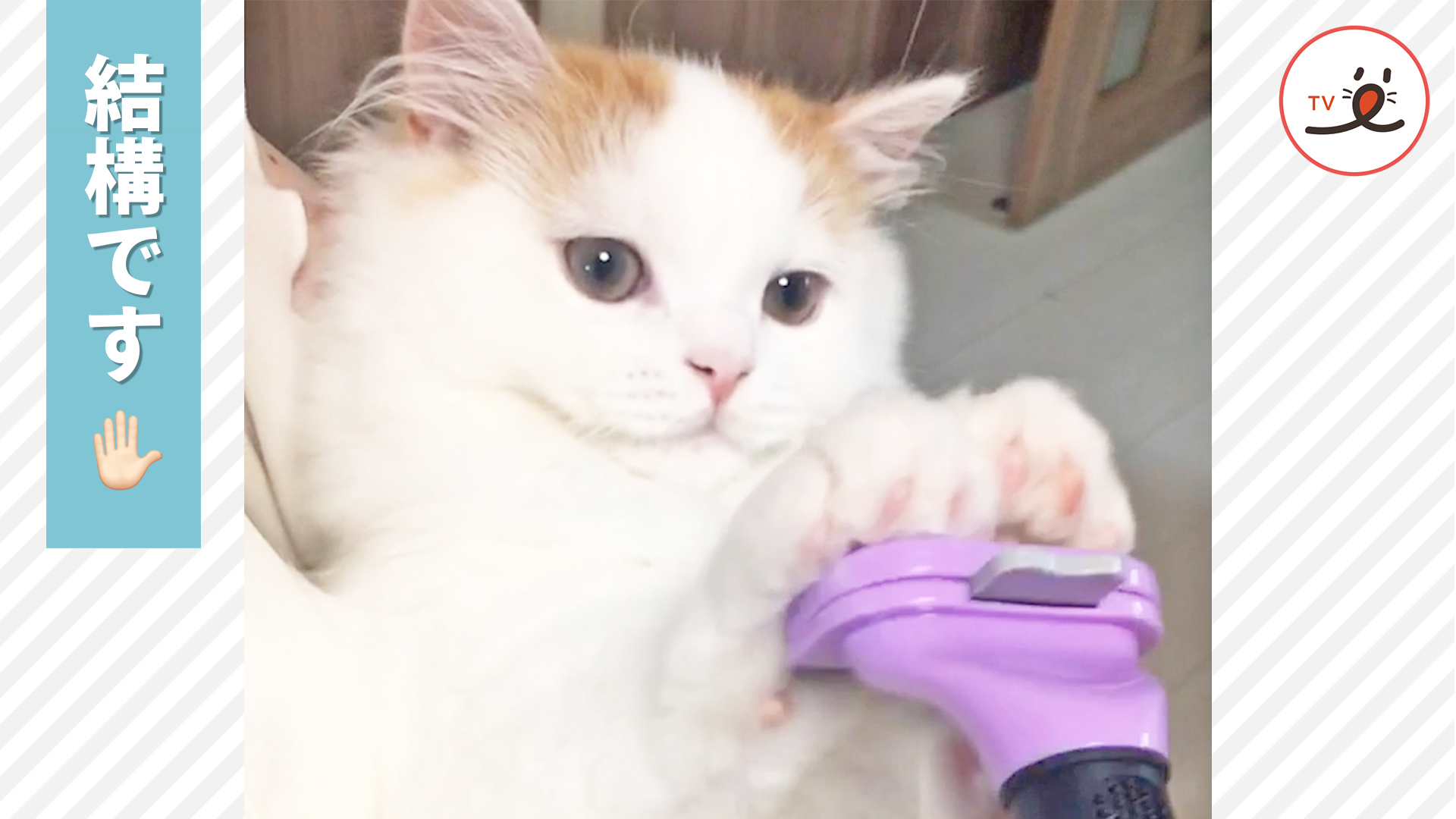 大事な“むにゃ毛”を守るニャンコ！