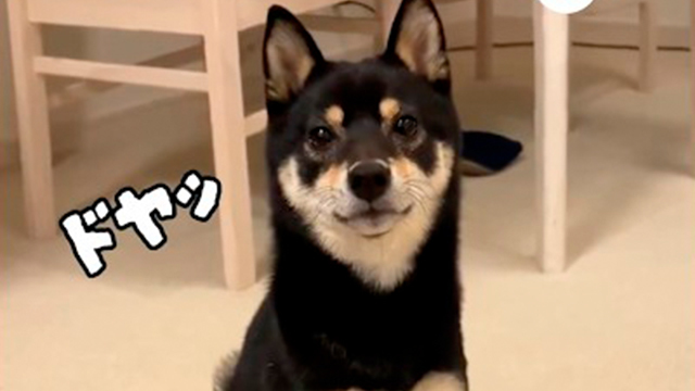 全力でお手を空振りする柴犬